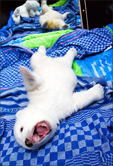 Baby polar bear Flocke rolling on her back on her blue blanket  with her mouth open.